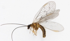 Sympherobius klapaleki