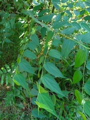 Trema cannabina