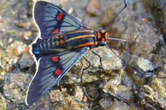 Amenis pionia