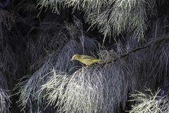 Icterus cucullatus