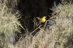 Setophaga petechia