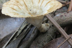 Cymatoderma caperatum