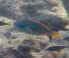 Stethojulis balteata