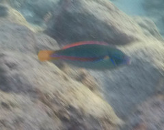 Stethojulis balteata