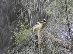 Setophaga nigrescens