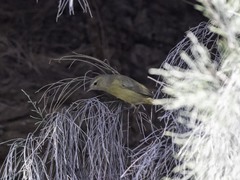 Leiothlypis celata