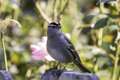 Zonotrichia leucophrys