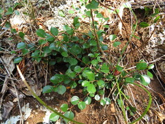 Rhamnus × intermedia