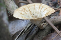 Cymatoderma caperatum