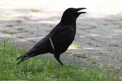 Corvus corone