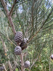 Allocasuarina distyla