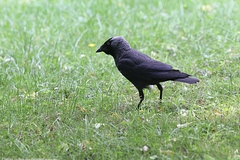 Corvus monedula