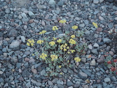 Eriogonum strictum