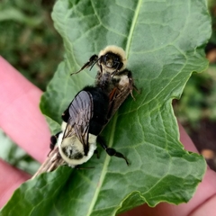 Bombus impatiens