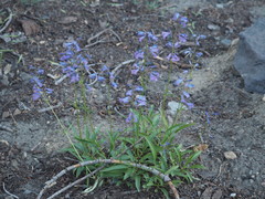 Penstemon laetus
