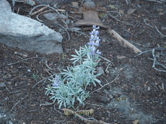 Lupinus obtusilobus