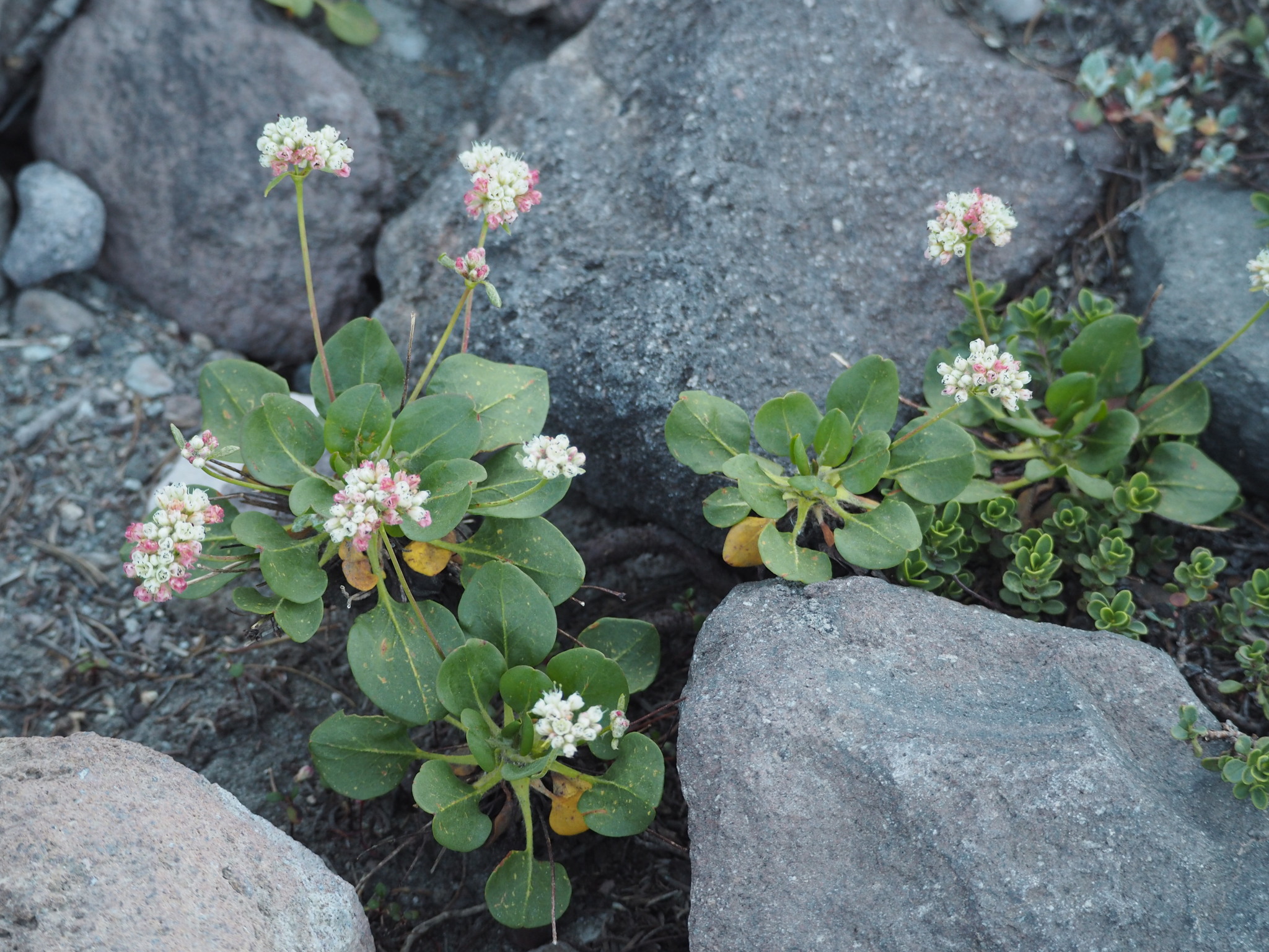 Eriogonum pyrolifolium