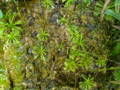 Drosera spatulata