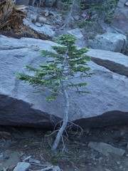 Abies magnifica shastensis