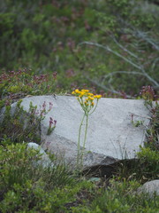 Senecio aronicoides