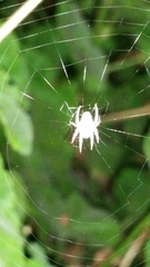 Araneidae
