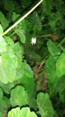 Araneidae