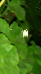 Araneidae