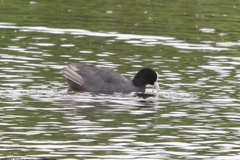 Fulica atra