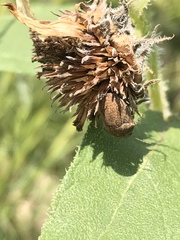 Orsilochides stictica