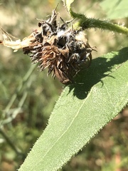 Orsilochides stictica