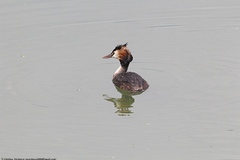 Podiceps cristatus