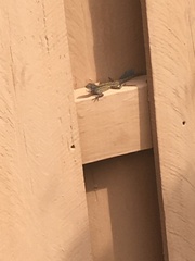 Anolis sagrei