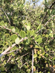 Ceanothus crassifolius planus