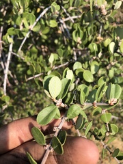 Ceanothus crassifolius planus