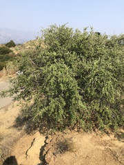 Ceanothus crassifolius planus