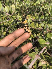 Ceanothus crassifolius planus