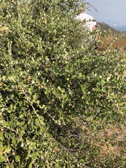 Ceanothus crassifolius planus
