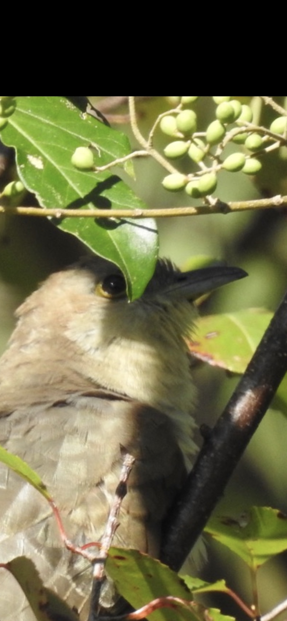 Black-billed Cuckoo (Coccyzus erythropthalmus)