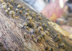 Physarum globuliferum