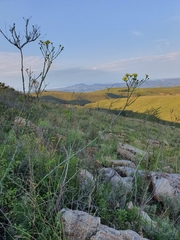 Osteospermum imbricatum