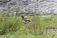 Anas platyrhynchos