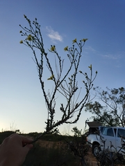 Osteospermum imbricatum