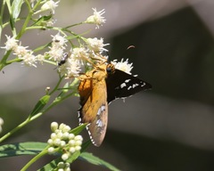 Apyrrothrix araxes