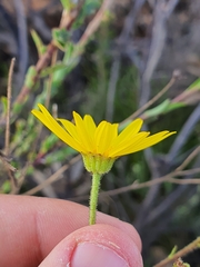 Osteospermum imbricatum