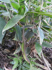 Takydromus septentrionalis