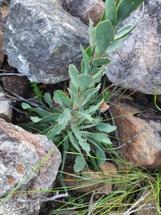 Osteospermum imbricatum