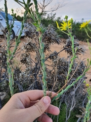 Osteospermum imbricatum