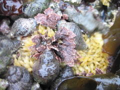 Acanthinucella
