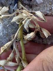 Cakile edentula edentula