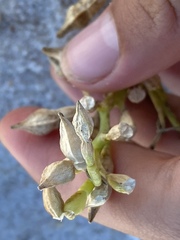 Cakile edentula edentula